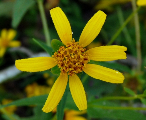 {Jamesianthus alabamensis}